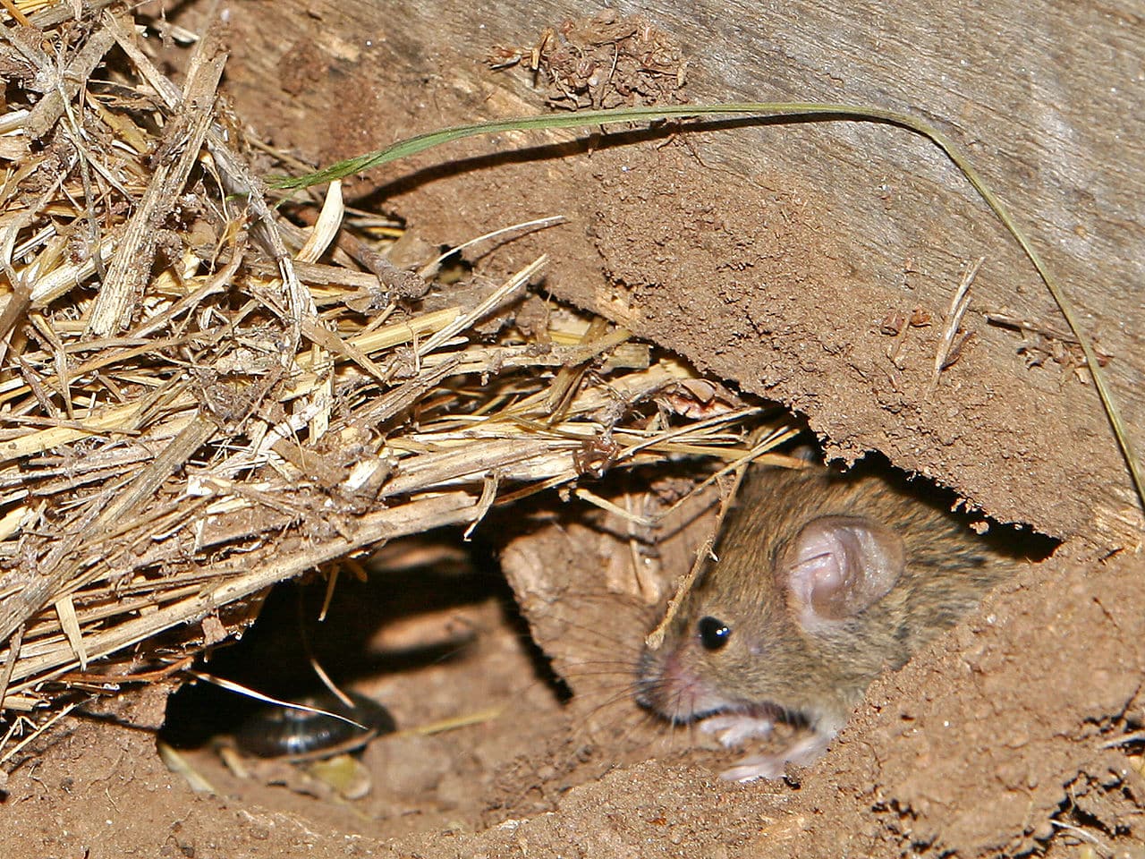 Tips on How to Clean After Mice Infestation Mouse Control