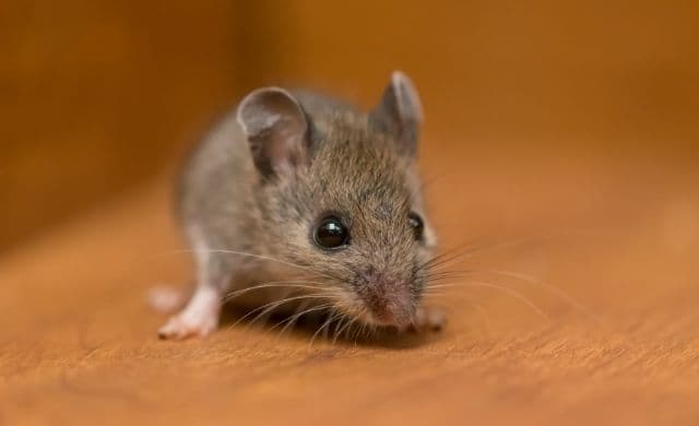 Mice In Your Basement What Should You, Where Do Mice Hide In Basements