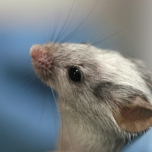 How can you get rid of mice from your house?