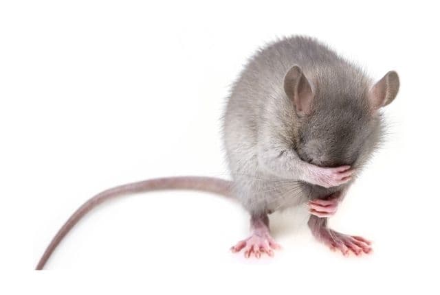 Important Facts About Rats and Mice