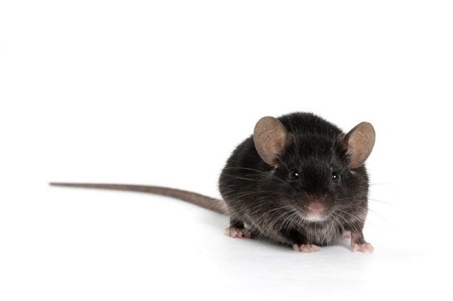 how to get rid of mice in your basement