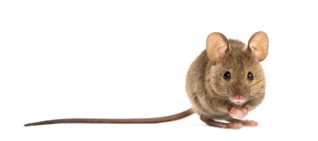 How to Get Rid of Mice From Your Home