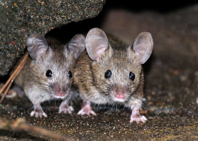 Does insurance cover mouse infestation