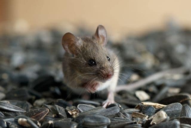 How to safely clean mouse droppings