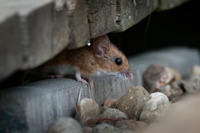 Why house mice are worse than you think