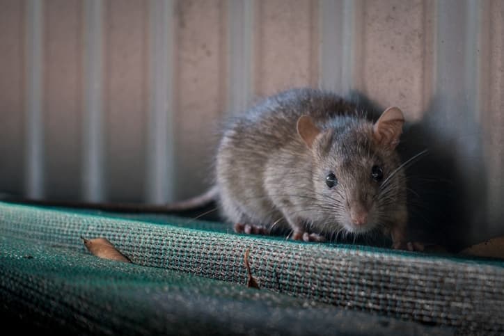 Do all mouse droppings have hantavirus