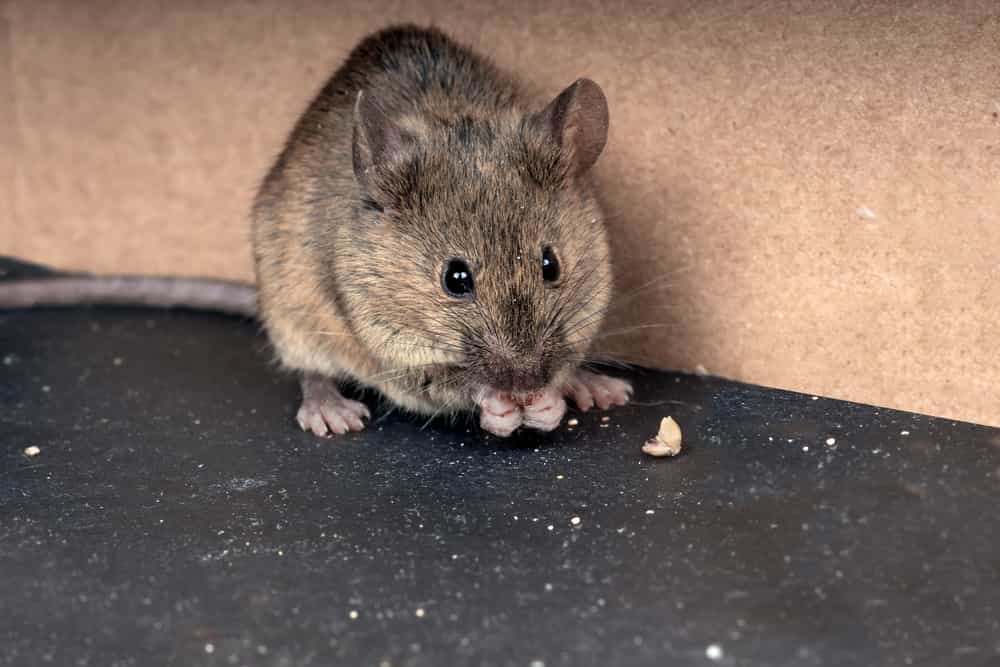 how to deal with a mouse infestation in shed