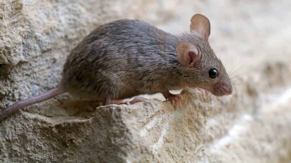 mouse infestation health risks