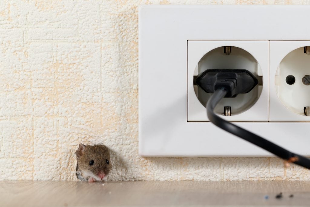 Signs of Mice in Basement Mouse Control