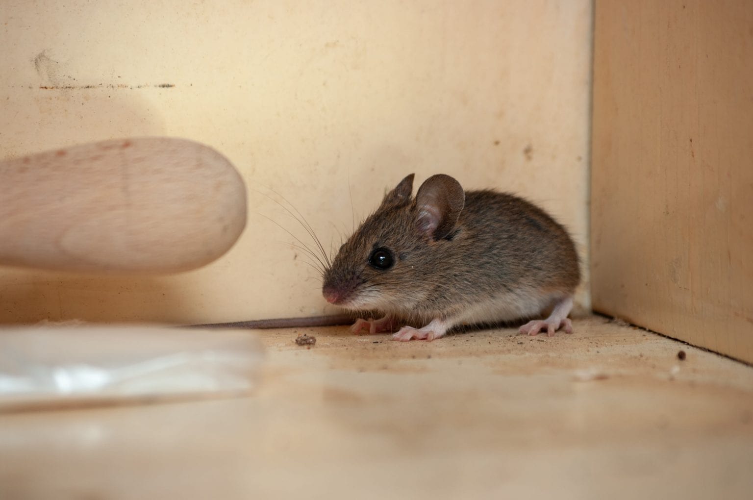 Can Old Mouse Droppings Make You Sick? Mouse Control