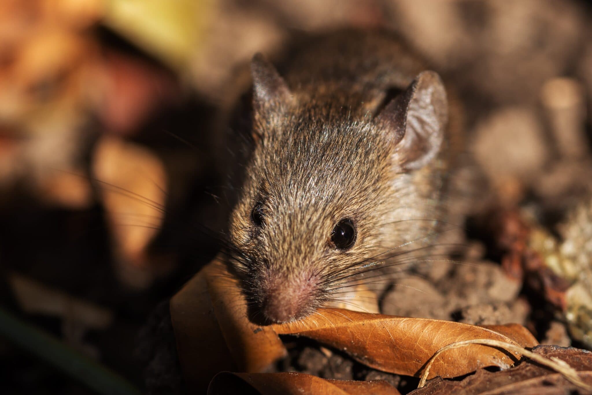 What Attracts Mice to Your Yard? Mouse Control