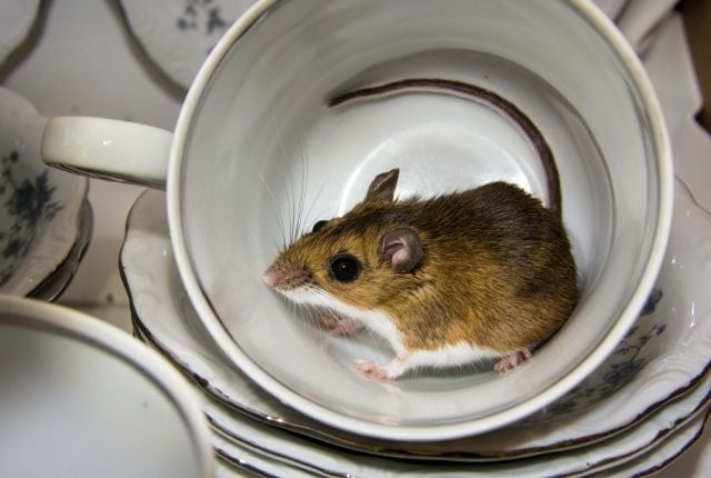 How to Clean Up After Mice in Kitchen