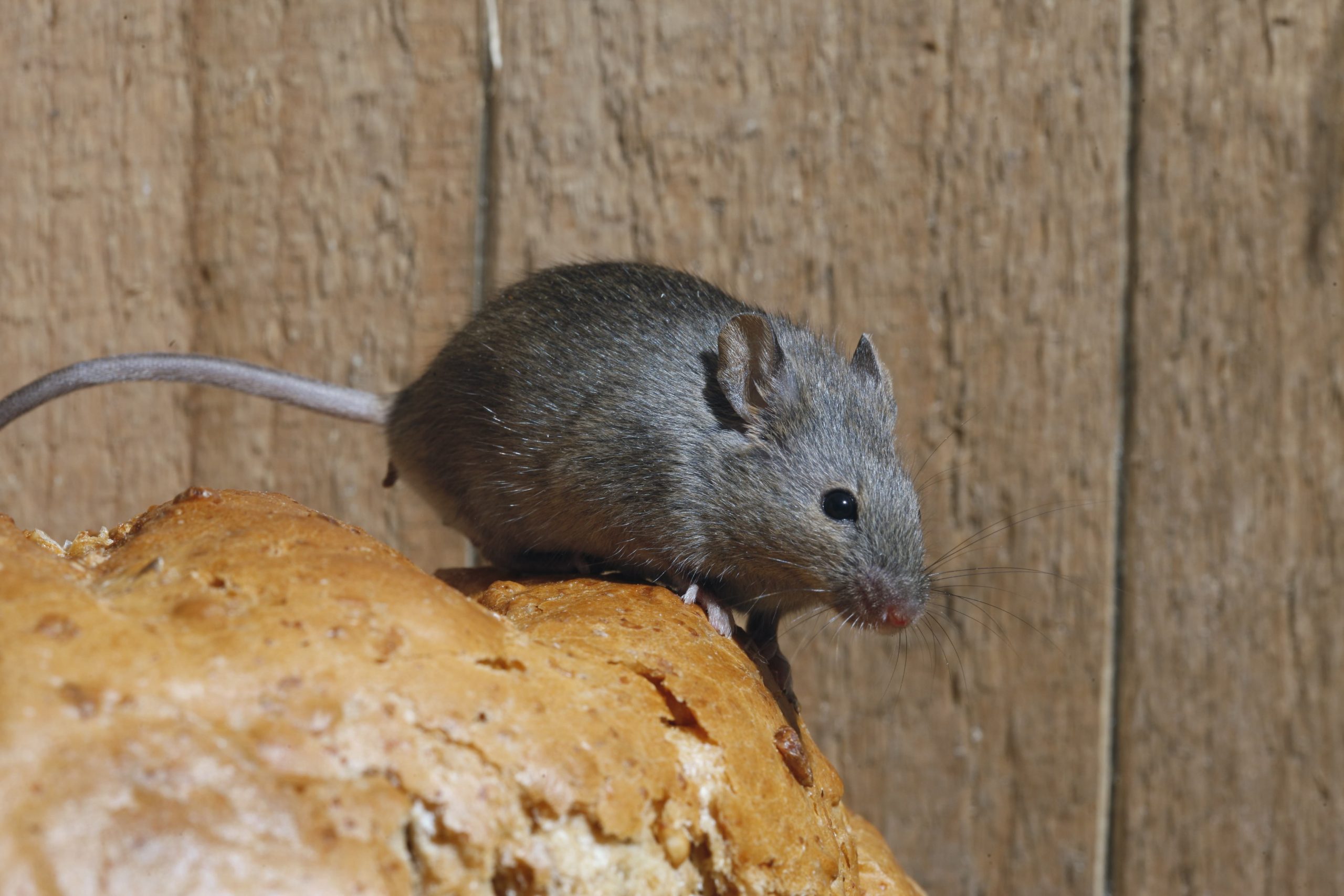 How Long Does It Take to Exterminate Mice? Mouse Control