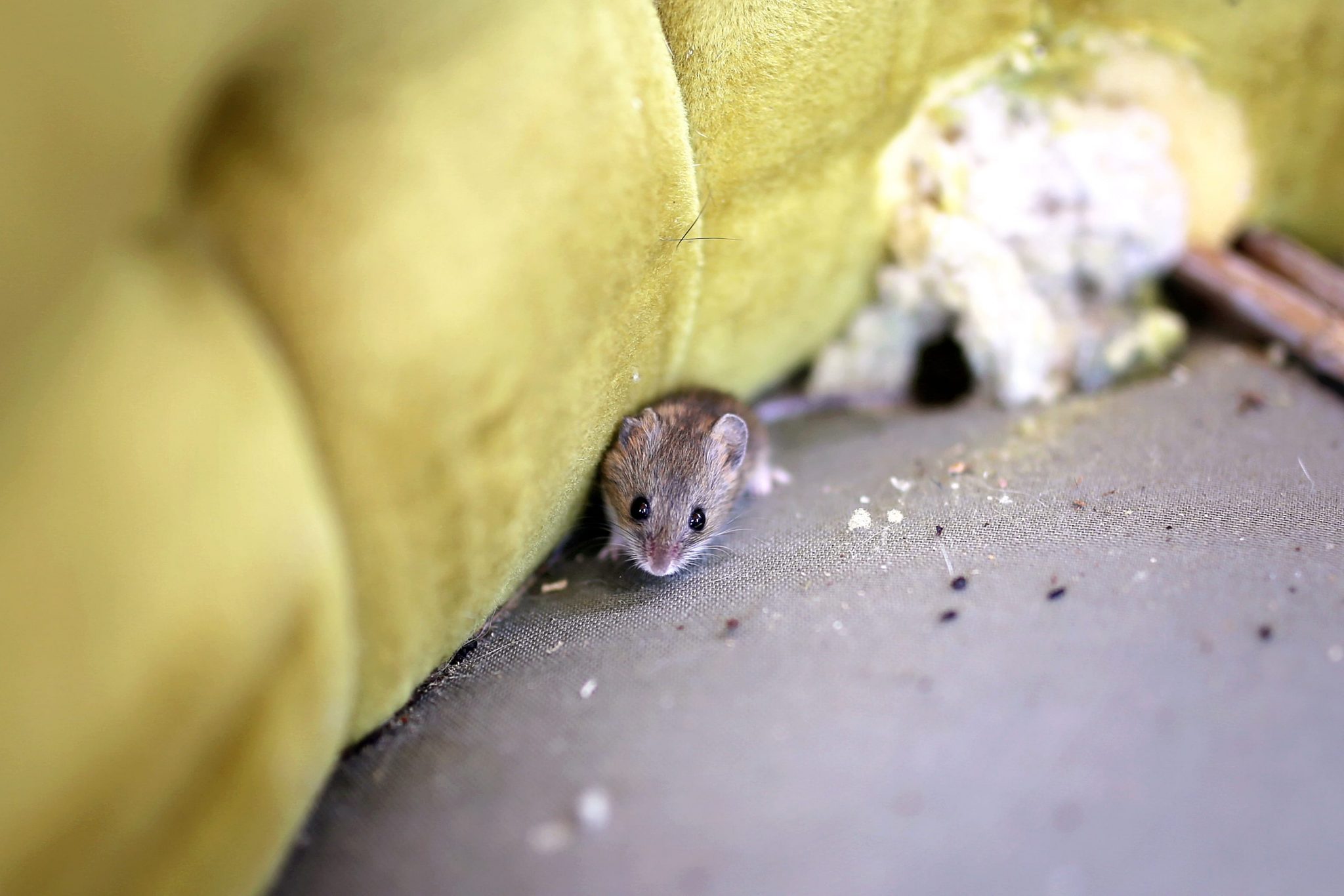 How to Clean Mouse Infested Furniture Mouse Control