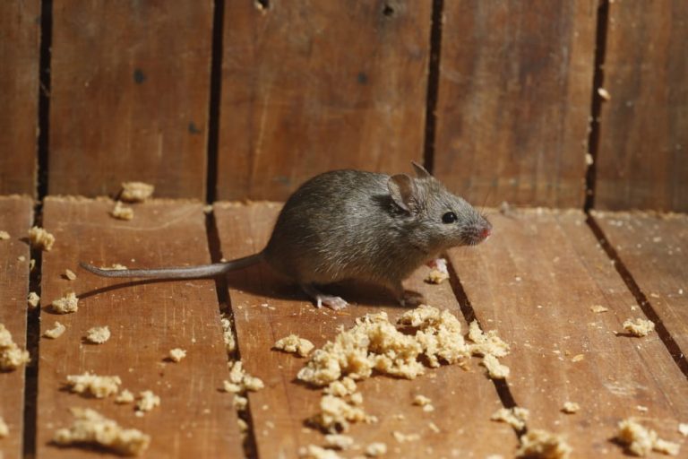 How to Disinfect Shed Infested by Mice Mouse Control