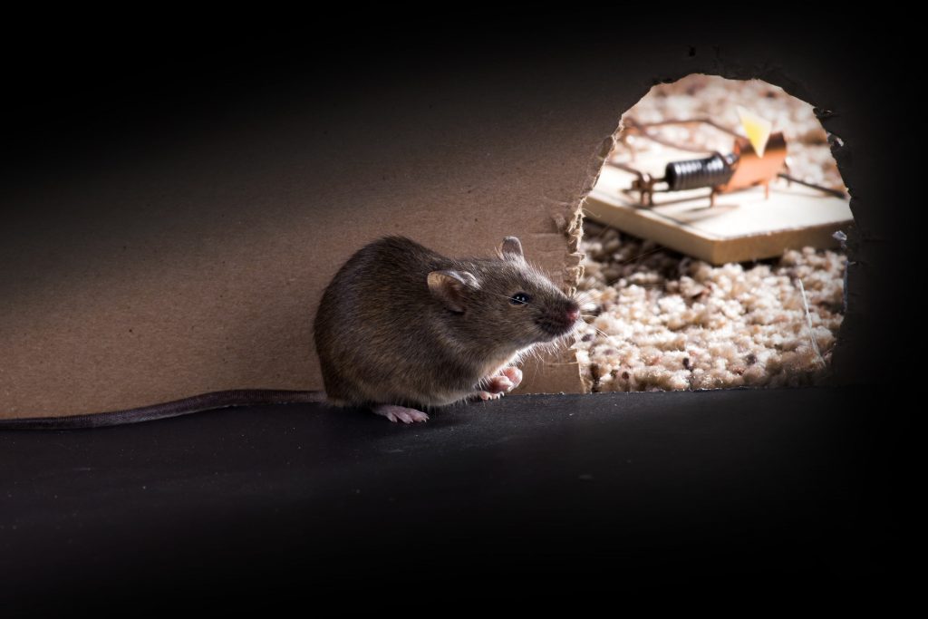 Mice In Basement Insulation Mouse Control, Do Mice Go In Basements