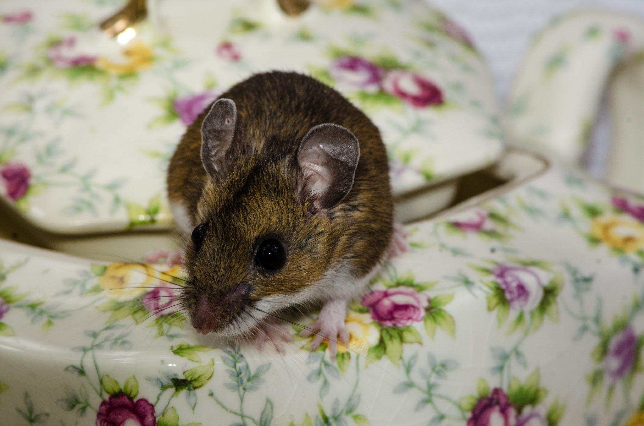 How to Get Rid of Small Mice in my Bedroom? Mouse Control