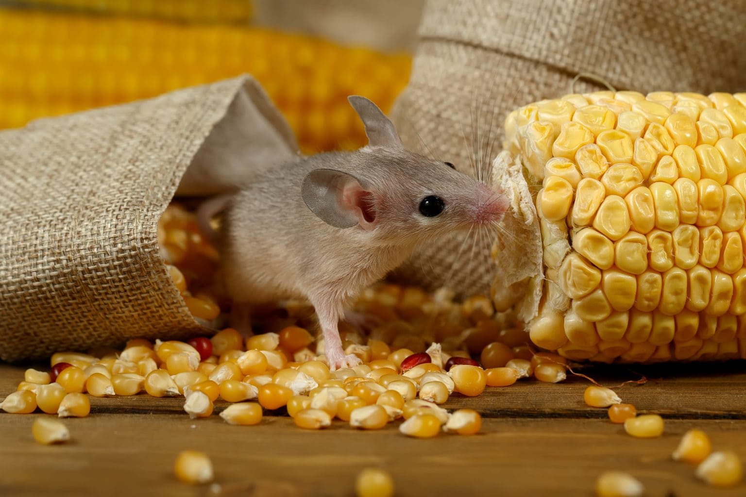 Tips to Keep Mice out of the Pantry Mouse Control