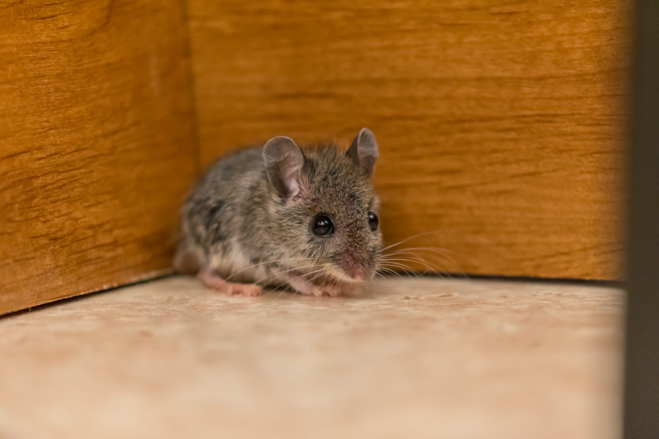 What to do When Finding Rodents in Classrooms? Mouse Control