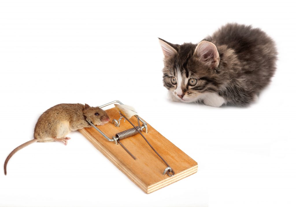 How to Use Mouse Traps Safely with Children or Pets