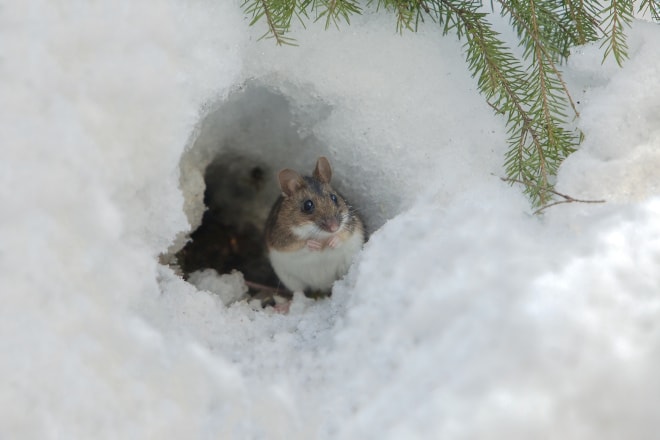 Do Mice Enter Homes in Winter