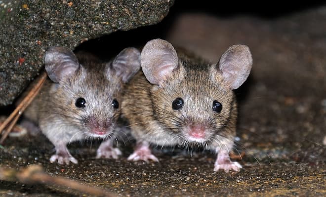 Can Baby Mice Carry Diseases