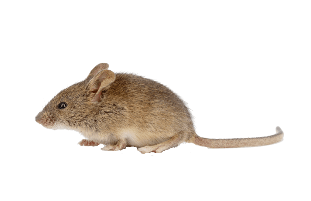Mice are a threat to human food and health