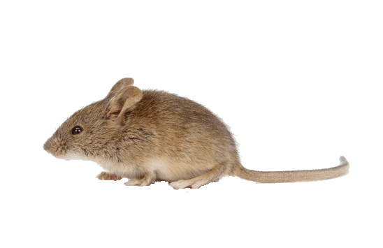 Mice can enter through a hole as small as a quarter