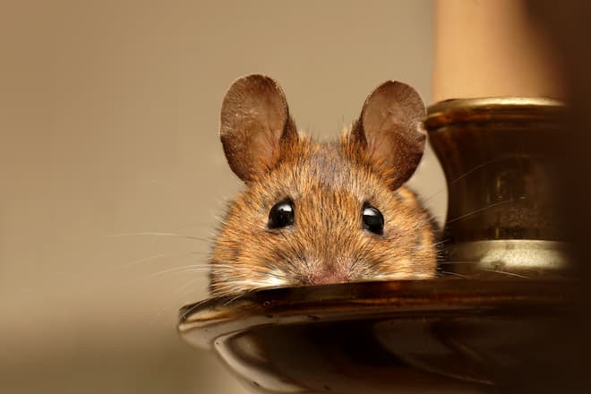 why-do mice-come-into-the-house-in-the-summer