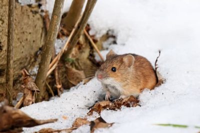 How To Keep Mice Out Of A Shed